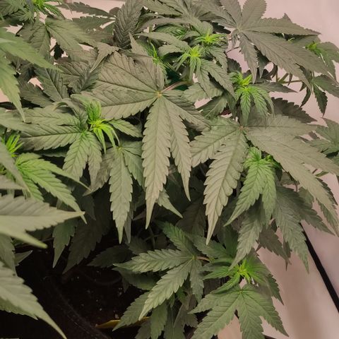 Sunset Sherbert #3 growlog timeline photo