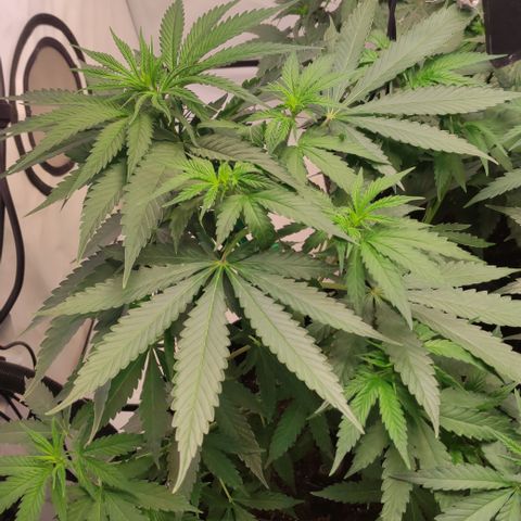 Sunset Sherbert #2 growlog timeline photo