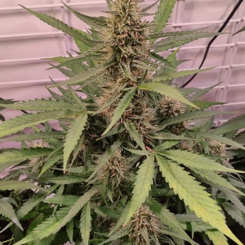Gelato Auto growlog timeline photo