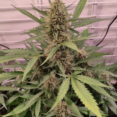 Gelato Auto growlog timeline photo