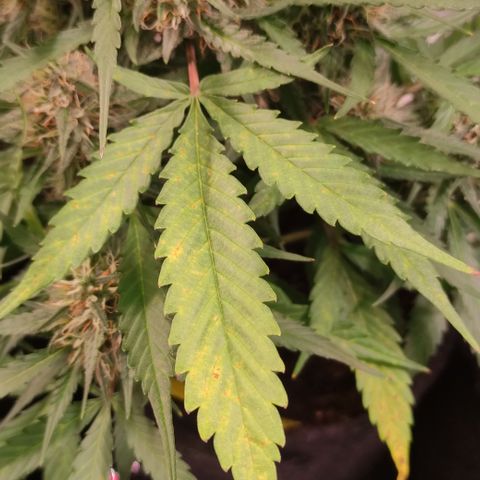 Gelato Auto growlog timeline photo