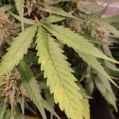 Gelato Auto growlog timeline photo
