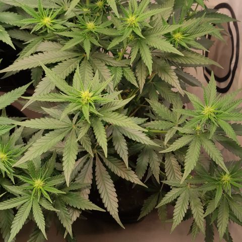 Sunset Sherbert #1 growlog timeline photo
