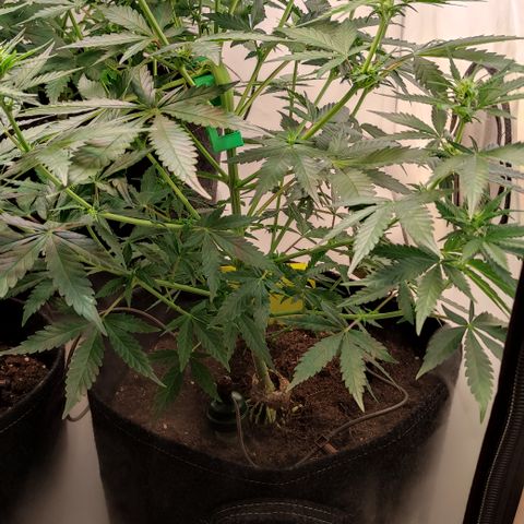Sunset Sherbert #1 growlog timeline photo