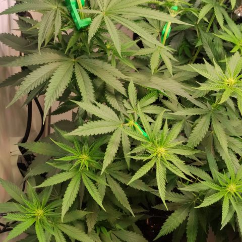 Sunset Sherbert #2 growlog timeline photo