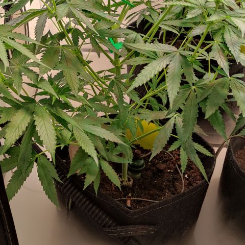 Sunset Sherbert #2 growlog timeline photo