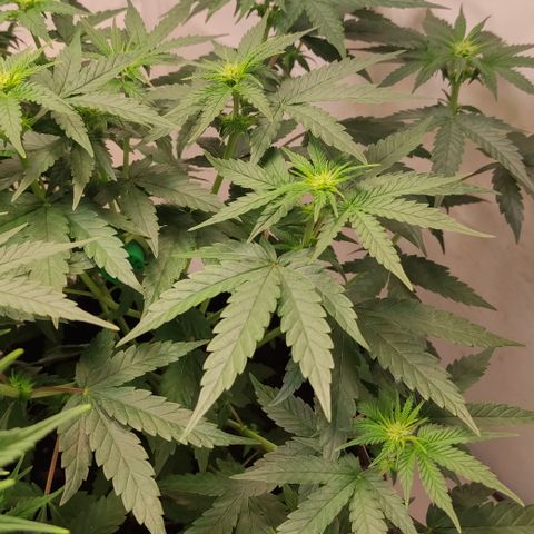 Sunset Sherbert #3 growlog timeline photo