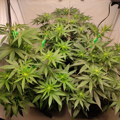 Sunset Sherbert #3 growlog timeline photo