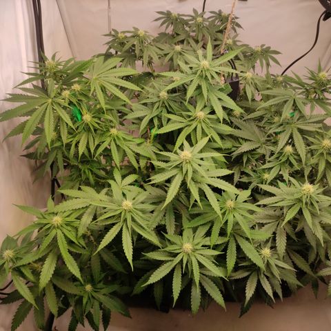 Sunset Sherbert #3 growlog timeline photo