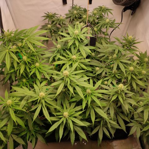 Sunset Sherbert #3 growlog timeline photo