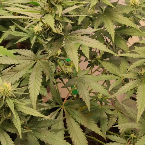 Sunset Sherbert #1 growlog timeline photo