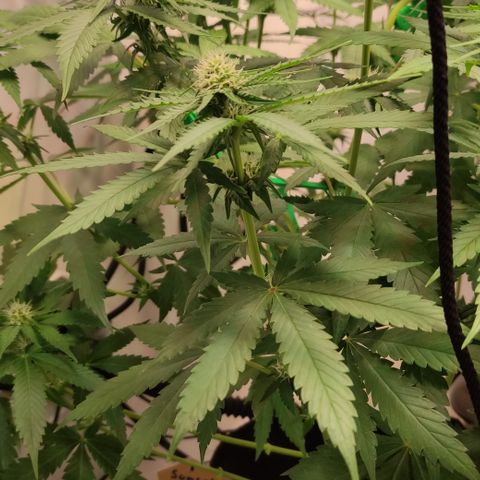 Sunset Sherbert #2 growlog timeline photo
