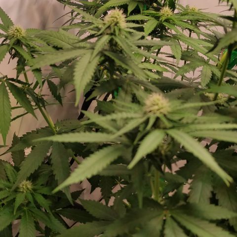 Sunset Sherbert #2 growlog timeline photo