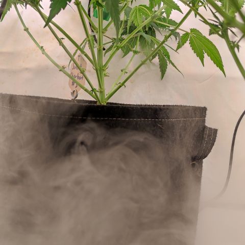 Sunset Sherbert #3 growlog timeline photo