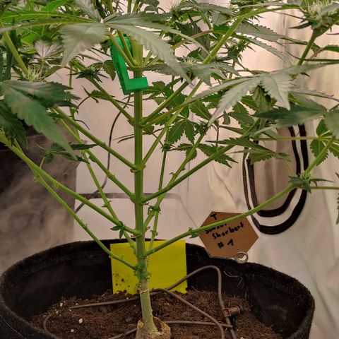 Sunset Sherbert #1 growlog timeline photo