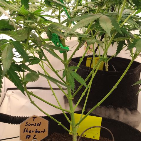 Sunset Sherbert #2 growlog timeline photo