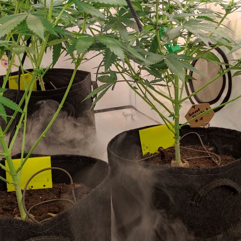 Sunset Sherbert #3 growlog timeline photo