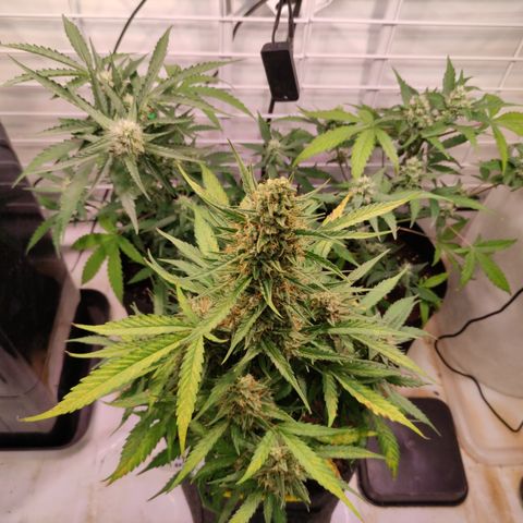 Gelato Auto growlog timeline photo