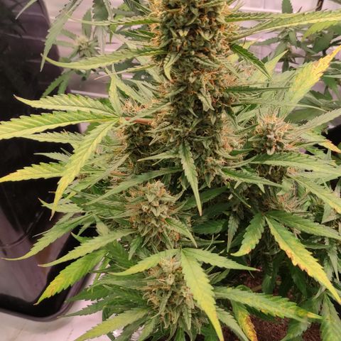 Gelato Auto growlog timeline photo