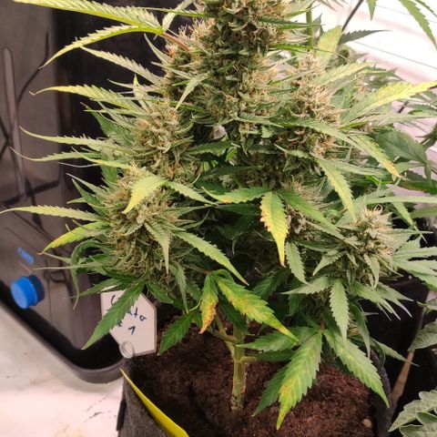 Gelato Auto growlog timeline photo