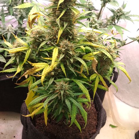 Gelato Auto growlog timeline photo