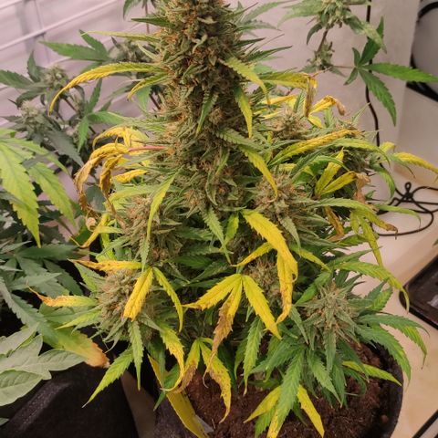 Gelato Auto growlog timeline photo