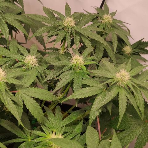 Sunset Sherbert #3 growlog timeline photo