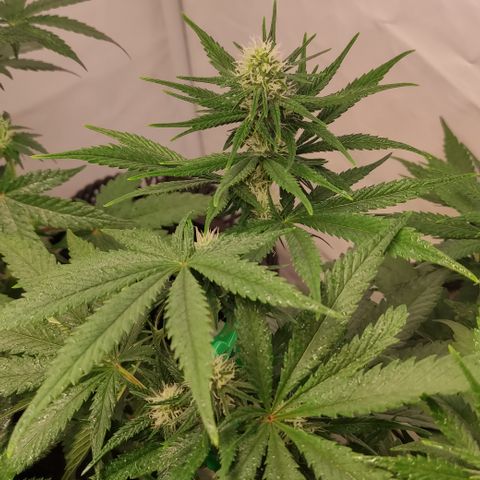 Sunset Sherbert #3 growlog timeline photo