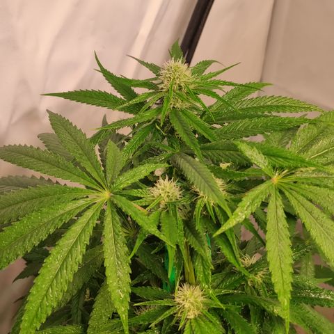Sunset Sherbert #3 growlog timeline photo