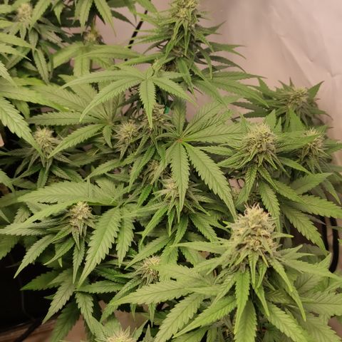 Sunset Sherbert #1 growlog timeline photo