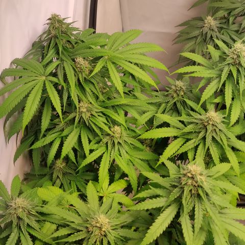 Sunset Sherbert #2 growlog timeline photo