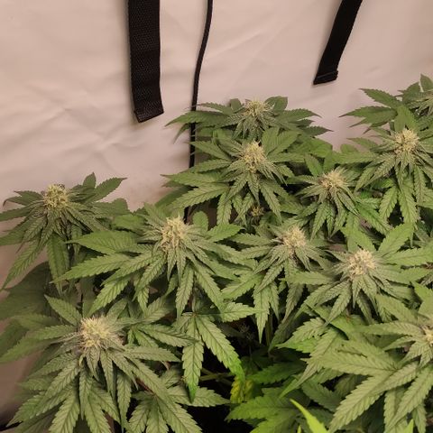 Sunset Sherbert #3 growlog timeline photo