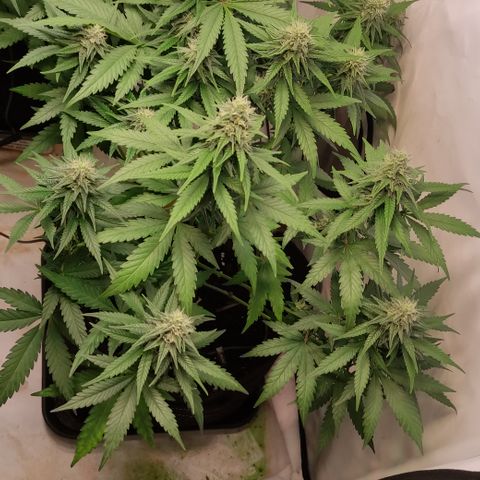 Sunset Sherbert #1 growlog timeline photo