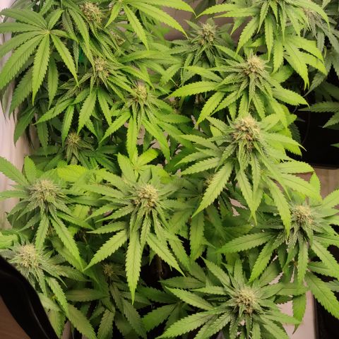Sunset Sherbert #2 growlog timeline photo