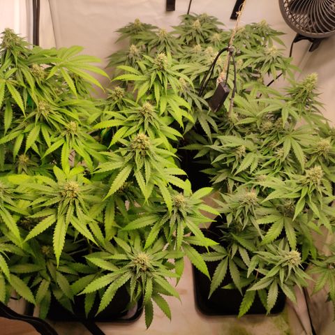 Sunset Sherbert #3 growlog timeline photo