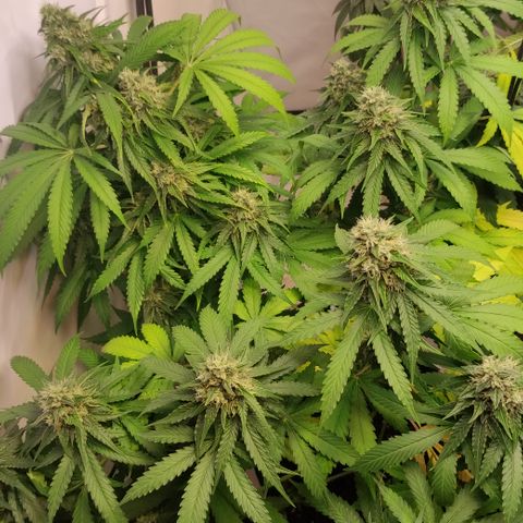 Sunset Sherbert #2 growlog timeline photo