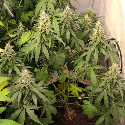 Sunset Sherbert #1 growlog timeline photo