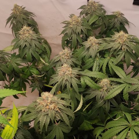 Sunset Sherbert #3 growlog timeline photo