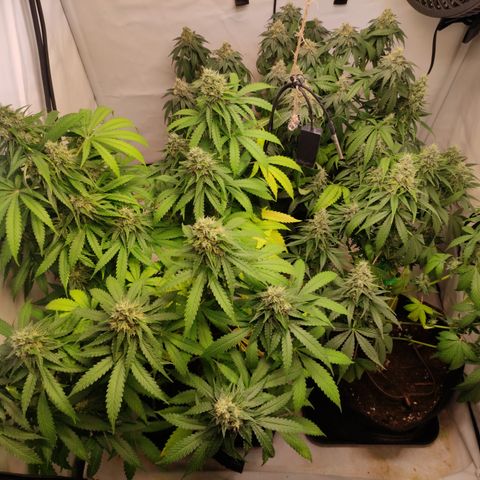 Sunset Sherbert #3 growlog timeline photo