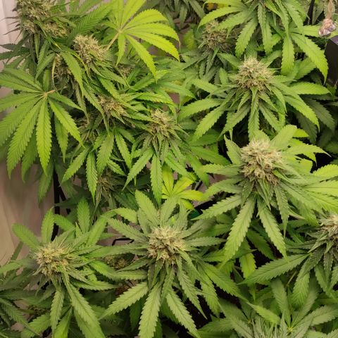Sunset Sherbert #2 growlog timeline photo