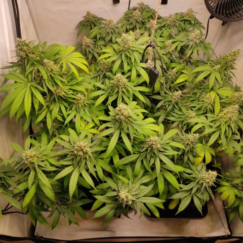 Sunset Sherbert #3 growlog timeline photo