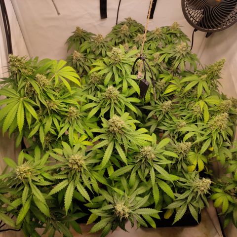 Sunset Sherbert #3 growlog timeline photo