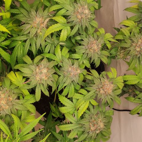 Sunset Sherbert #3 growlog timeline photo