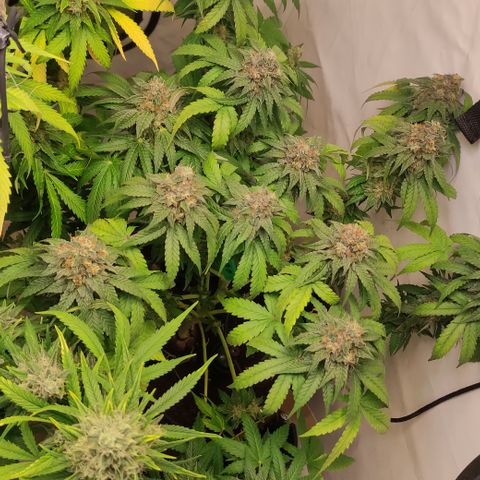 Sunset Sherbert #3 growlog timeline photo