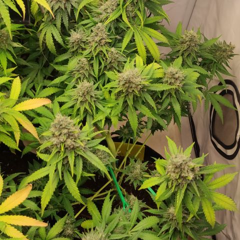 Sunset Sherbert #1 growlog timeline photo