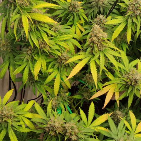 Sunset Sherbert #2 growlog timeline photo