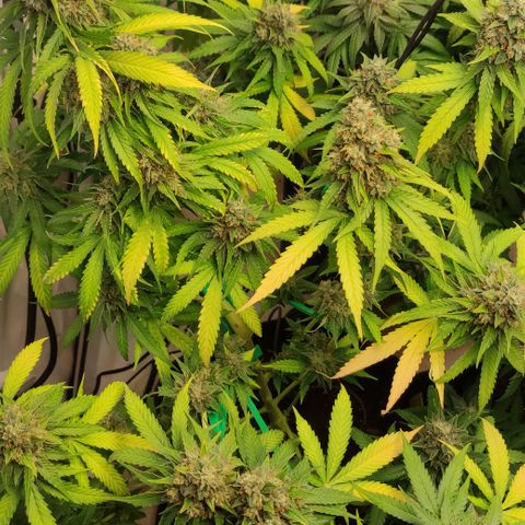 Sunset Sherbert #2 growlog timeline photo