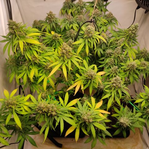 Sunset Sherbert #3 growlog timeline photo