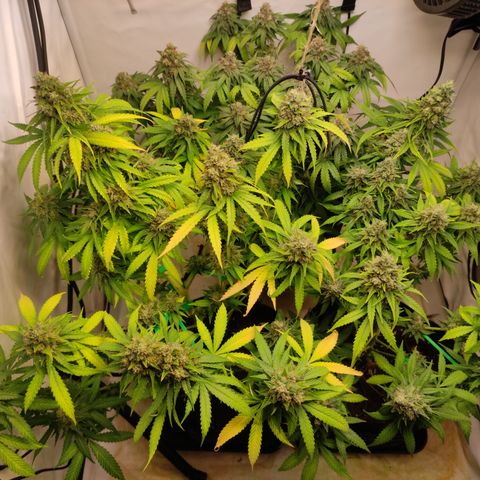 Sunset Sherbert #3 growlog timeline photo