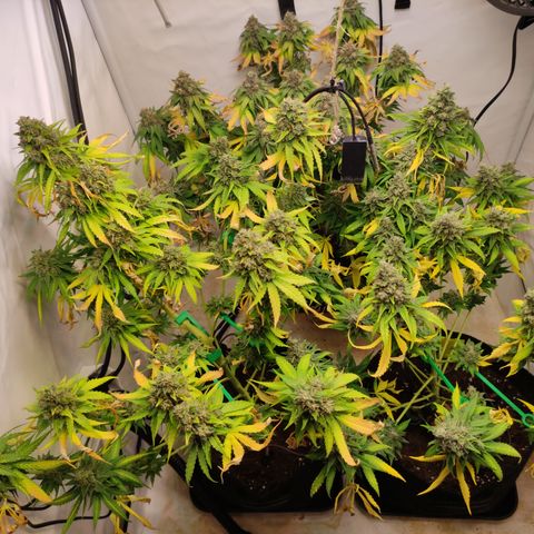 Sunset Sherbert #3 growlog timeline photo